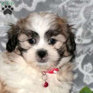 Jace, Teddy Bear Puppy