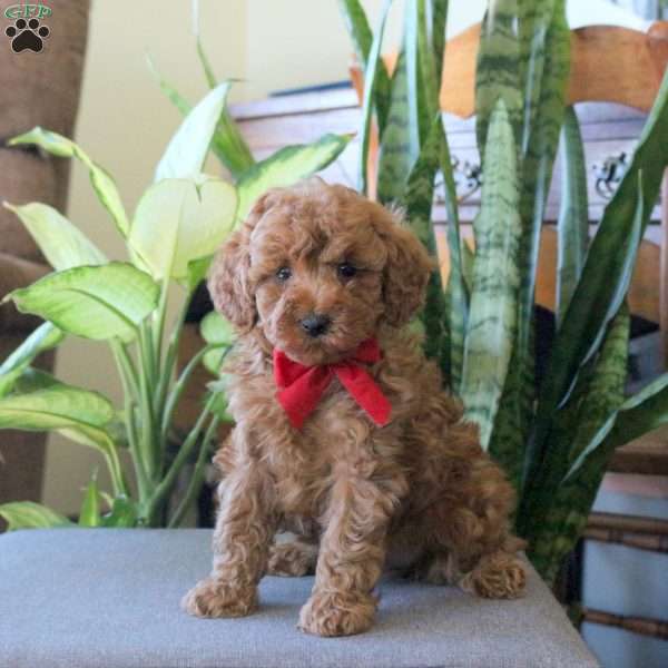 Jack, Miniature Poodle Puppy