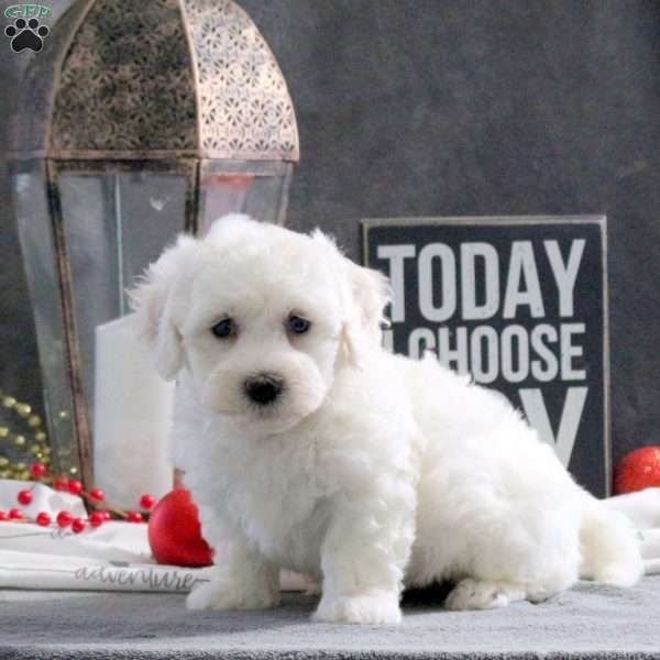Jack, Bichon Frise Puppy