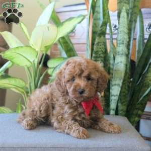 Jack, Miniature Poodle Puppy
