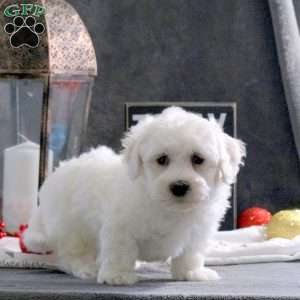 Jack, Bichon Frise Puppy