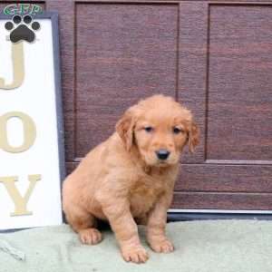 Jack, Golden Retriever Puppy