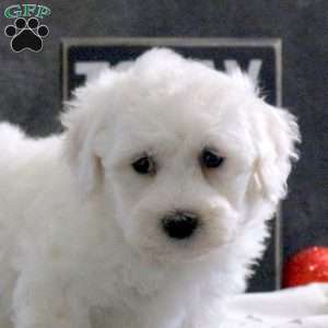 Jack, Bichon Frise Puppy