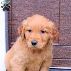 Jack, Golden Retriever Puppy