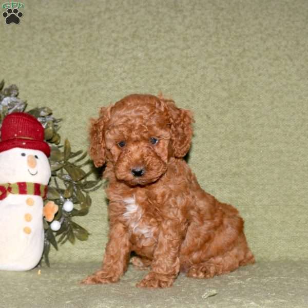 Jackie, Miniature Poodle Puppy