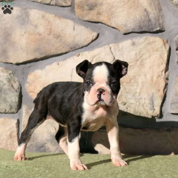 Jackie, Boston Terrier Puppy