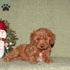Jackie, Miniature Poodle Puppy