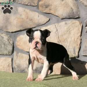 Jackie, Boston Terrier Puppy