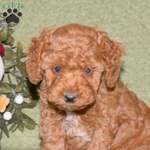 Jackie, Miniature Poodle Puppy
