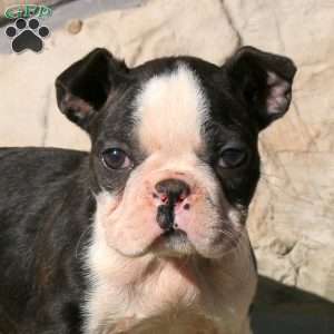 Jackie, Boston Terrier Puppy