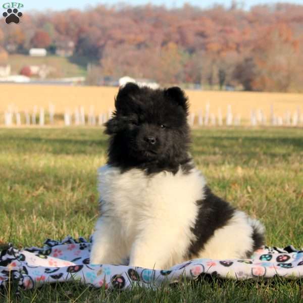 Jackson, Akita Puppy