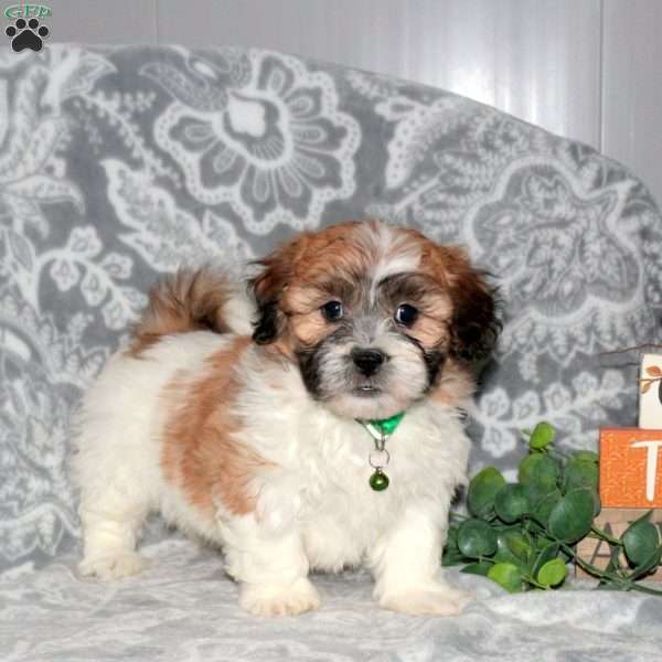 Jackson, Teddy Bear Puppy