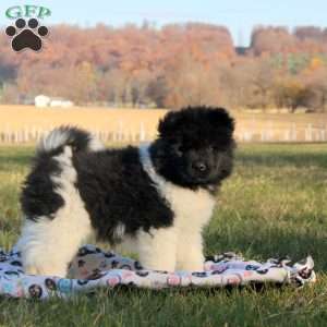 Jackson, Akita Puppy