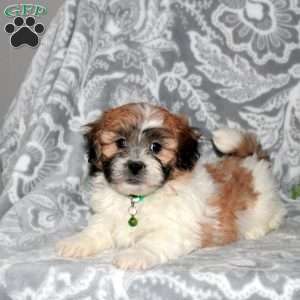 Jackson, Teddy Bear Puppy