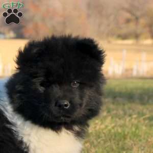Jackson, Akita Puppy