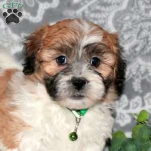 Jackson, Teddy Bear Puppy