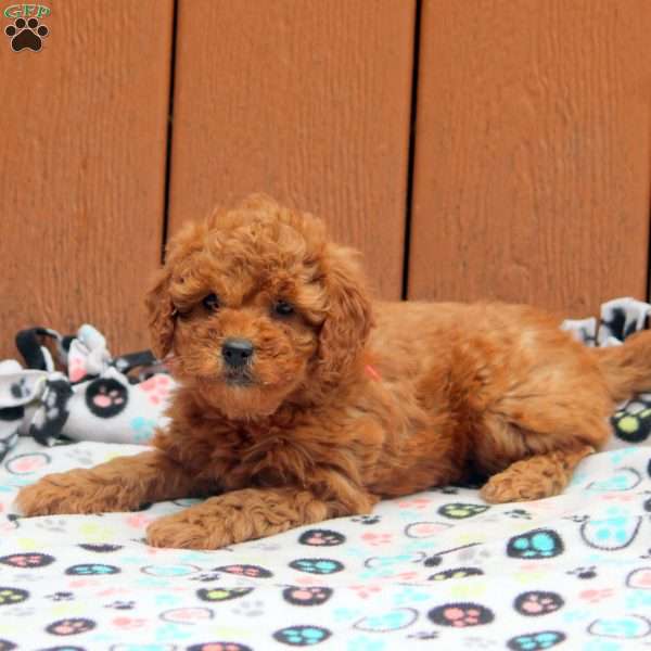 Jade, Mini Goldendoodle Puppy