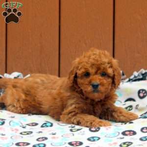 Jade, Mini Goldendoodle Puppy
