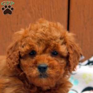 Jade, Mini Goldendoodle Puppy