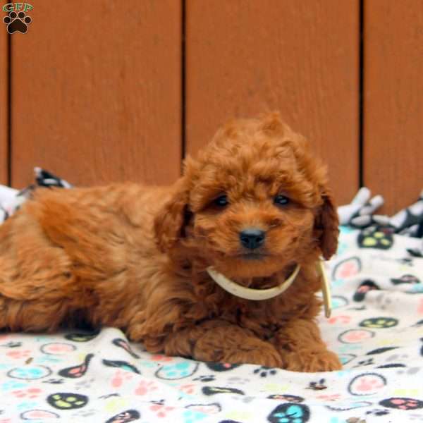 Jake, Mini Goldendoodle Puppy