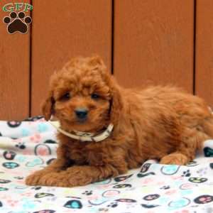 Jake, Mini Goldendoodle Puppy