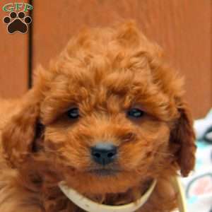 Jake, Mini Goldendoodle Puppy