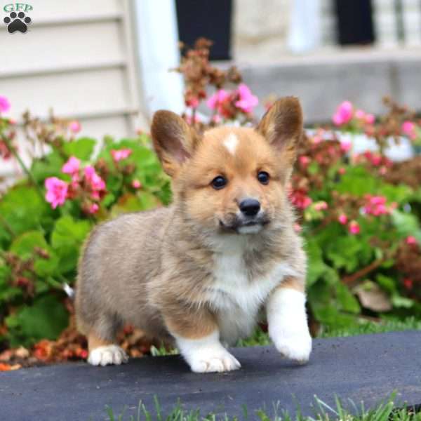 Jake, Pembroke Welsh Corgi Puppy