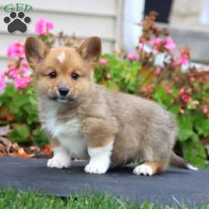 Jake, Pembroke Welsh Corgi Puppy