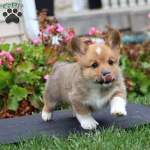 Jake, Pembroke Welsh Corgi Puppy