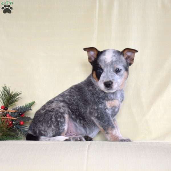 James, Blue Heeler – Australian Cattle Dog Puppy