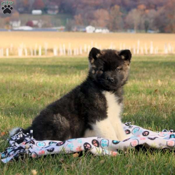 James, Akita Puppy