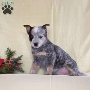 James, Blue Heeler – Australian Cattle Dog Puppy