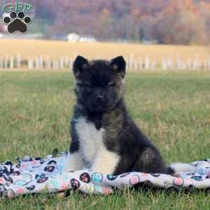 James, Akita Puppy