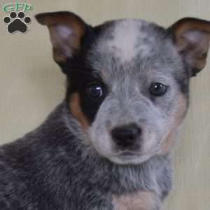 James, Blue Heeler – Australian Cattle Dog Puppy