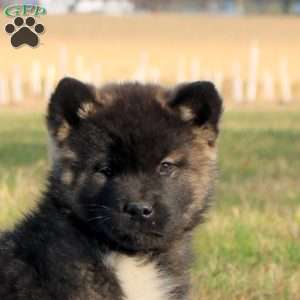 James, Akita Puppy