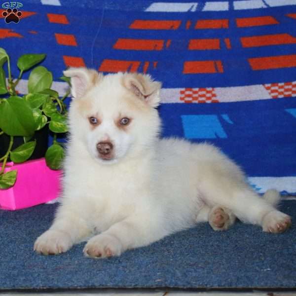 Jamie, Pomsky Puppy