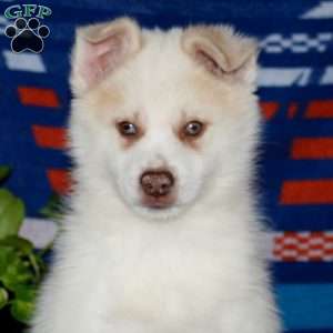 Jamie, Pomsky Puppy