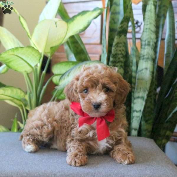 Jana, Miniature Poodle Puppy