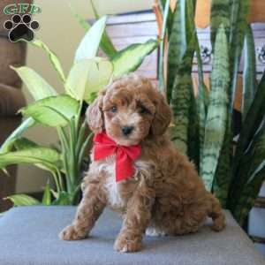 Jana, Miniature Poodle Puppy