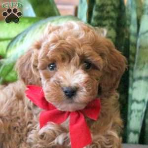 Jana, Miniature Poodle Puppy