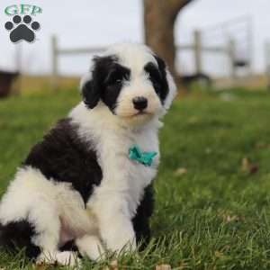 Jangle, Sheepadoodle Puppy