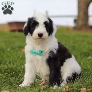 Jangle, Sheepadoodle Puppy