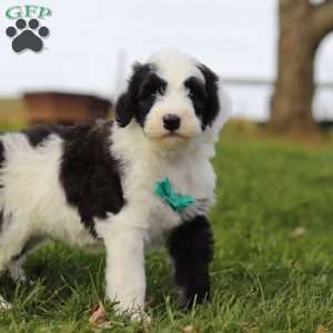 Jangle, Sheepadoodle Puppy
