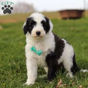 Jangle, Sheepadoodle Puppy