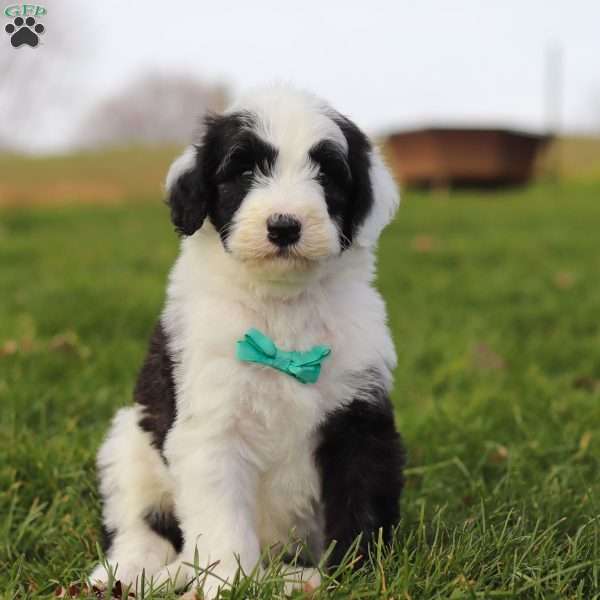 Jangle, Sheepadoodle Puppy