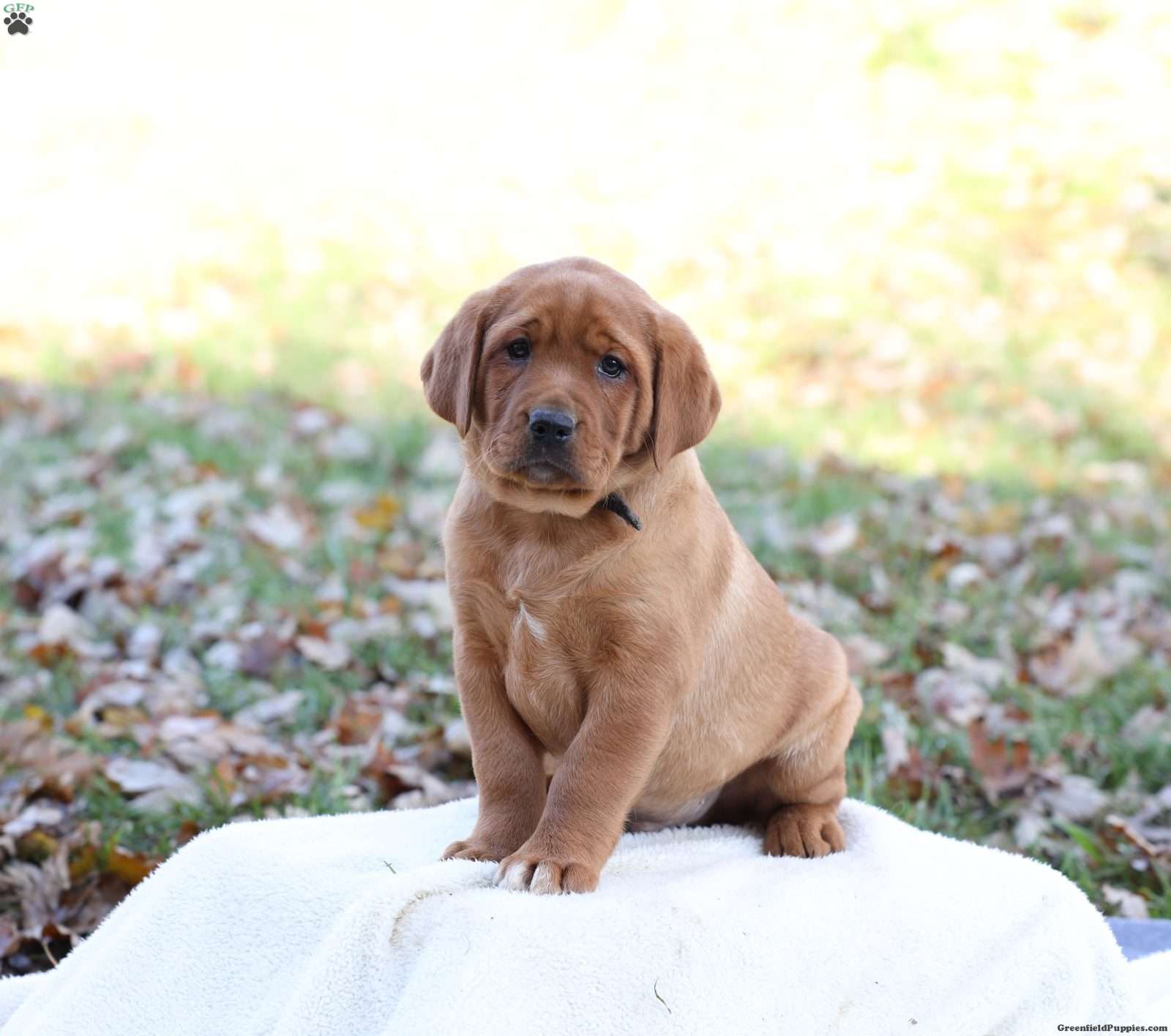 Jango - Fox Red Labrador Retriever Puppy For Sale in Pennsylvania