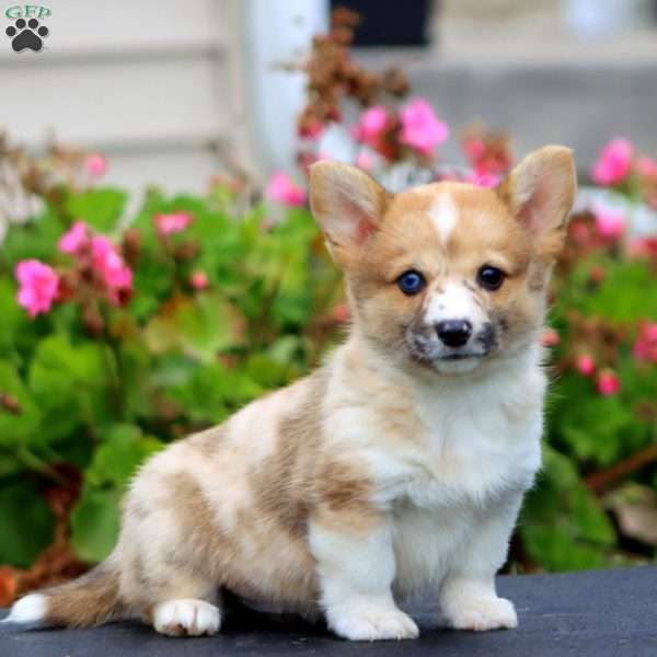 Janie, Pembroke Welsh Corgi Puppy
