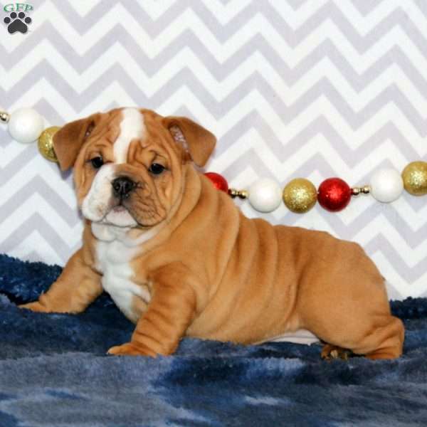 Janie, English Bulldog Puppy
