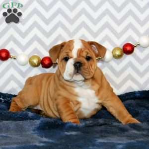 Janie, English Bulldog Puppy