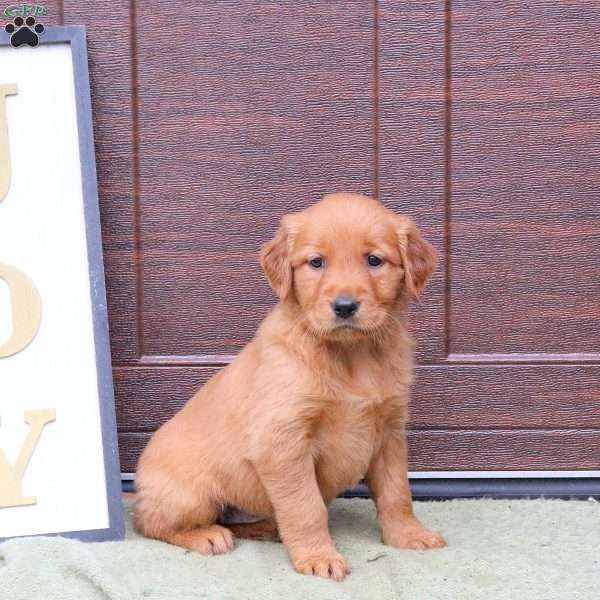 Janine, Golden Retriever Puppy